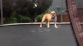 trampoline-dog